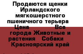 Продаются щенки Ирландского мягкошерстного пшеничного терьера › Цена ­ 30 000 - Все города Животные и растения » Собаки   . Красноярский край